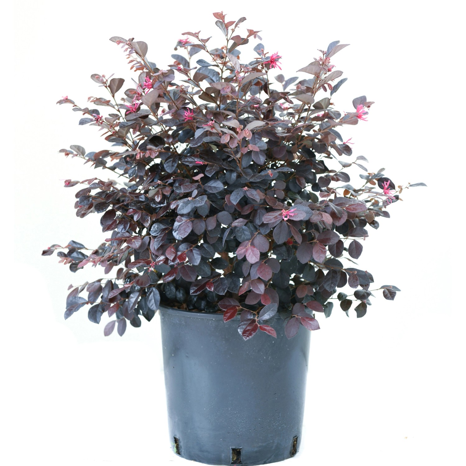 GROW by OBI Fächerahorn Atropurpureum Höhe ca 20 30 cm Topf ca 5 l kaufen bei OBI