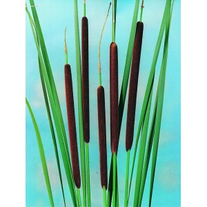OBI Rohrkolben Braun Topf-Ø ca. 28 cm Typha angustifolia