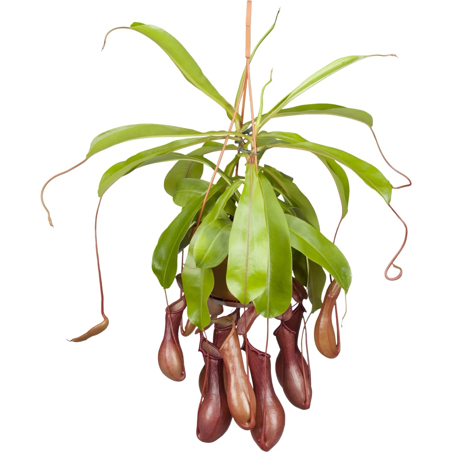 Kannenpflanze (Nepenthes) im Topf, ca. 9 cm Durchmesser, mit grünen Blättern und roten Kannen.