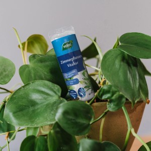 Westland Zimmerpflanzen Vitalkur 40ml im Blumentopf für gesundes Wachstum.