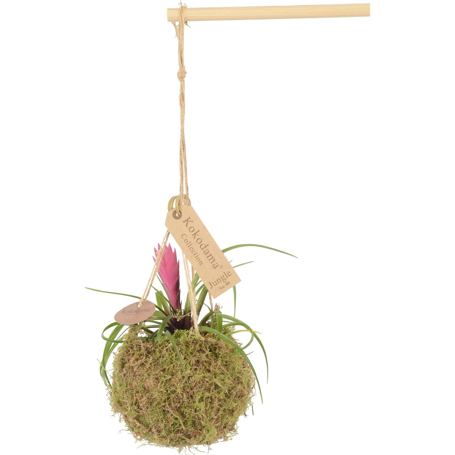 gefleckte efeutute kaufen Gefleckte Efeutute | kaufen main image 1