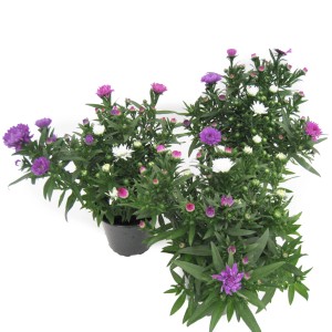 Glattblatt-Aster 'Aster novi belgii trio' im Topf mit dreifarbigen Blüten (lila, rosa, weiß).