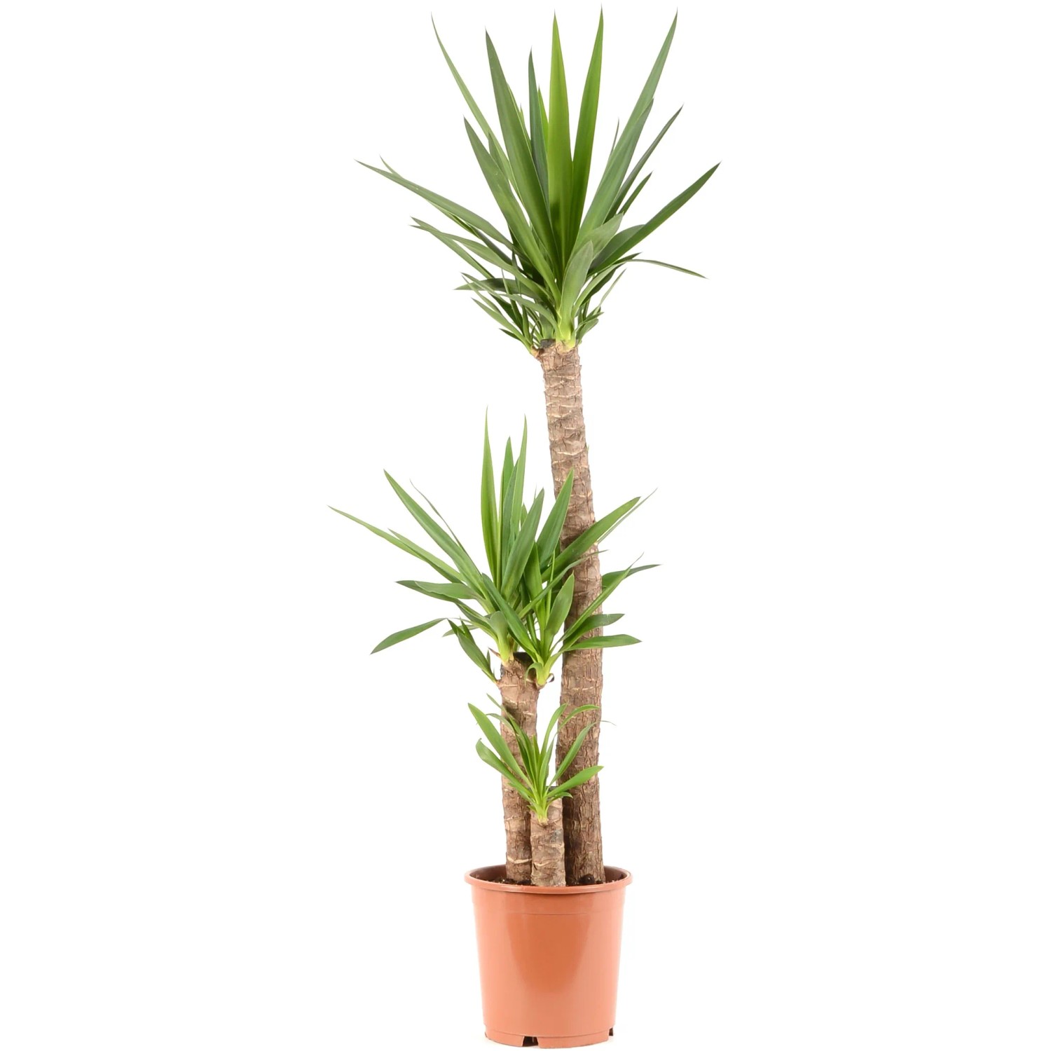 Drachenbaum kaufen bei OBI