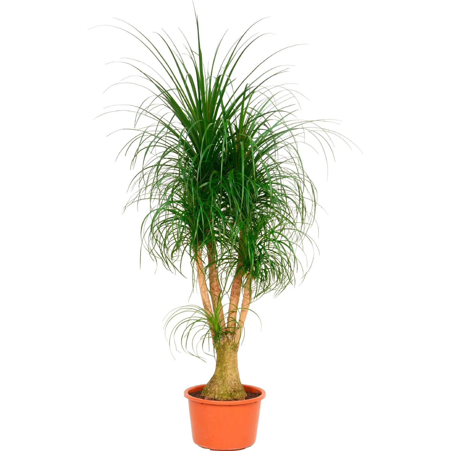 Elefantenfu Hhe ca. 120 - 140 cm Topf- ca. 44 cm Beaucarnea recurvata  kaufen bei OBI
