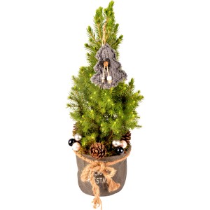 Dekorierte Zuckerhut-Fichte im Jutegefäß Topf Ø ca. 16 cm Picea glauca