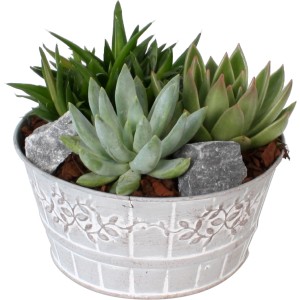 Sukkulenten-Arrangement im weißen Keramiktopf (Ø 18cm) mit Deko-Steinen. Bepflanzte Schale für Innen.