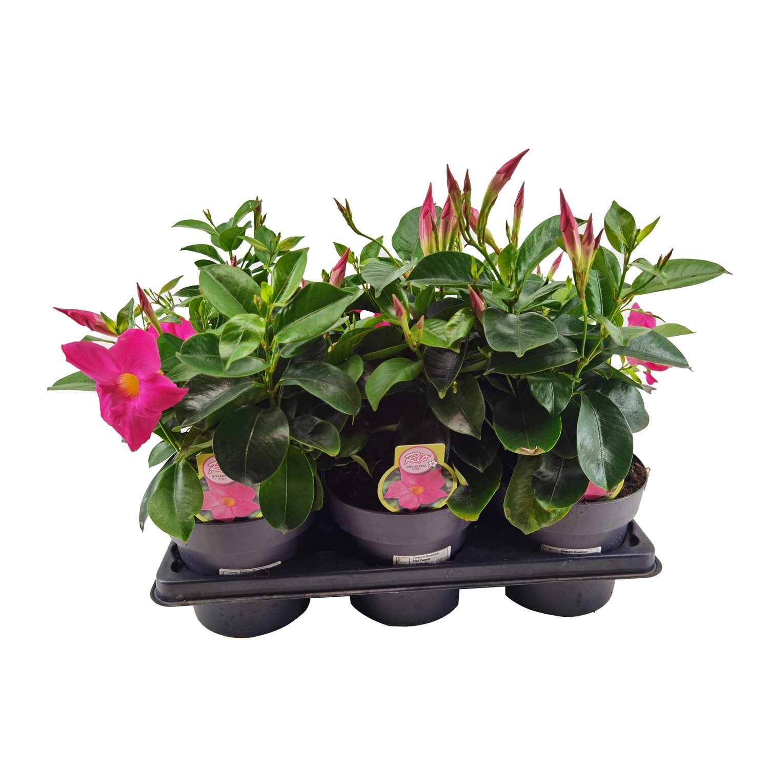 GROW by OBI Dipladenia Busch Ø 14 cm kaufen bei OBI