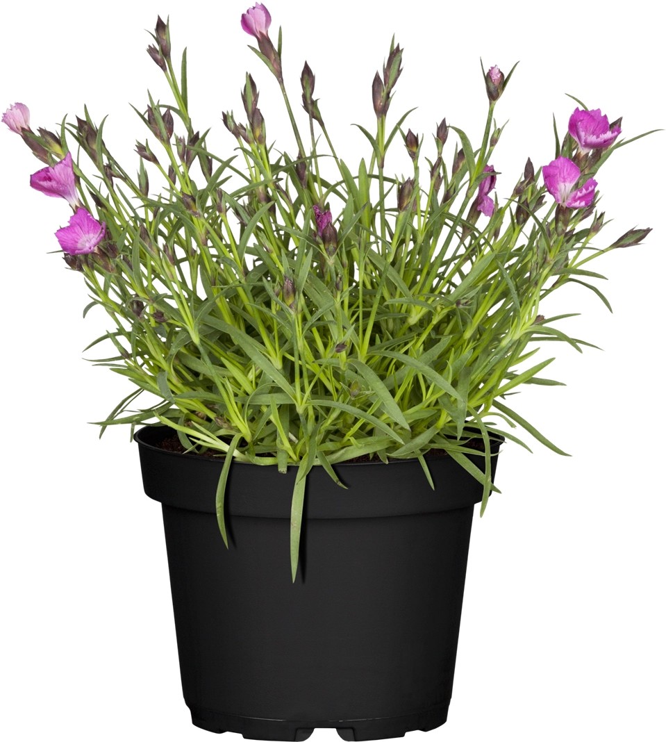GartenNelke "Kahori" TopfØ ca. 13 cm Dianthus plumarius kaufen bei OBI