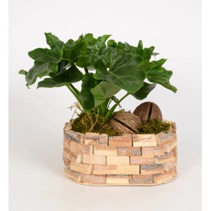 Philodendron-Arrangement im Holzgefäß, Topf-Ø 25cm, grüne Blattschmuckpflanze für Innen.