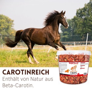 Galoppierendes braunes Pferd auf Wiese; daneben Eimer Supravit Karottenchips, vitaminreiches Pferdefutter mit Karotin.