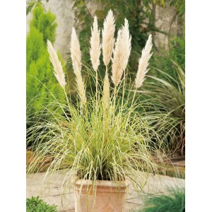 GROW by OBI Pampasgras "Mini" Topf-Ø ca. 17 cm Cortaderia selloana