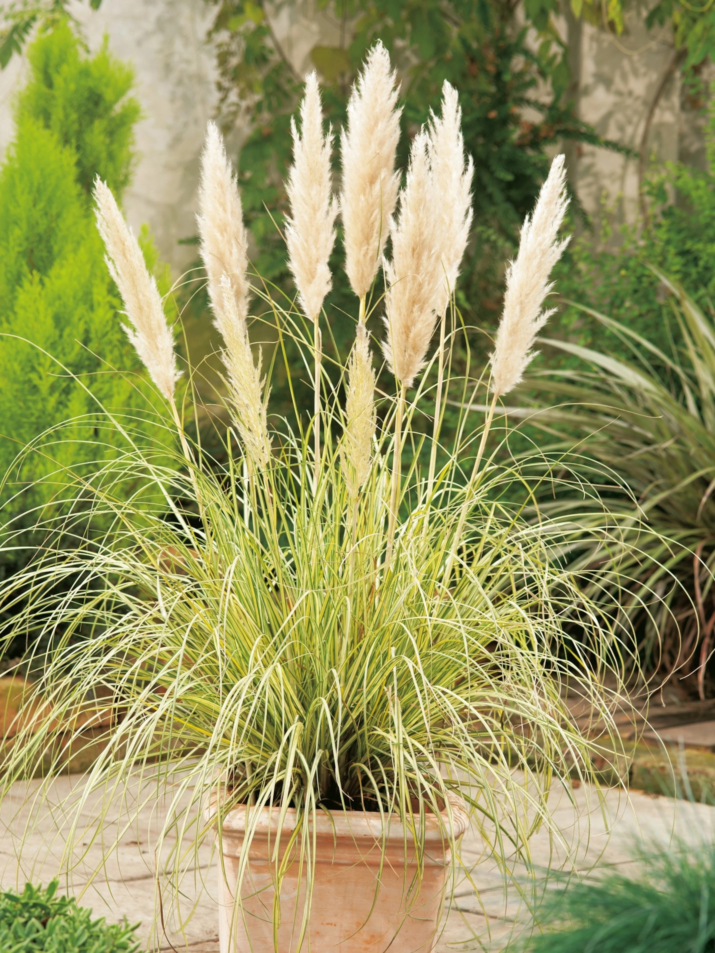 GROW by OBI Pampasgras "Gold Mini" TopfØ ca. 17 cm Cortaderia selloana