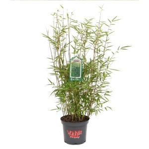 Grüner Bambus 'Green Lion' im Topf, ca. 40-60 cm hoch, ideal für Garten und Kübel.