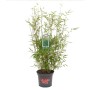 Grüner Bambus 'Green Lion' im Topf, ca. 40-60 cm hoch, ideal für Garten und Kübel.