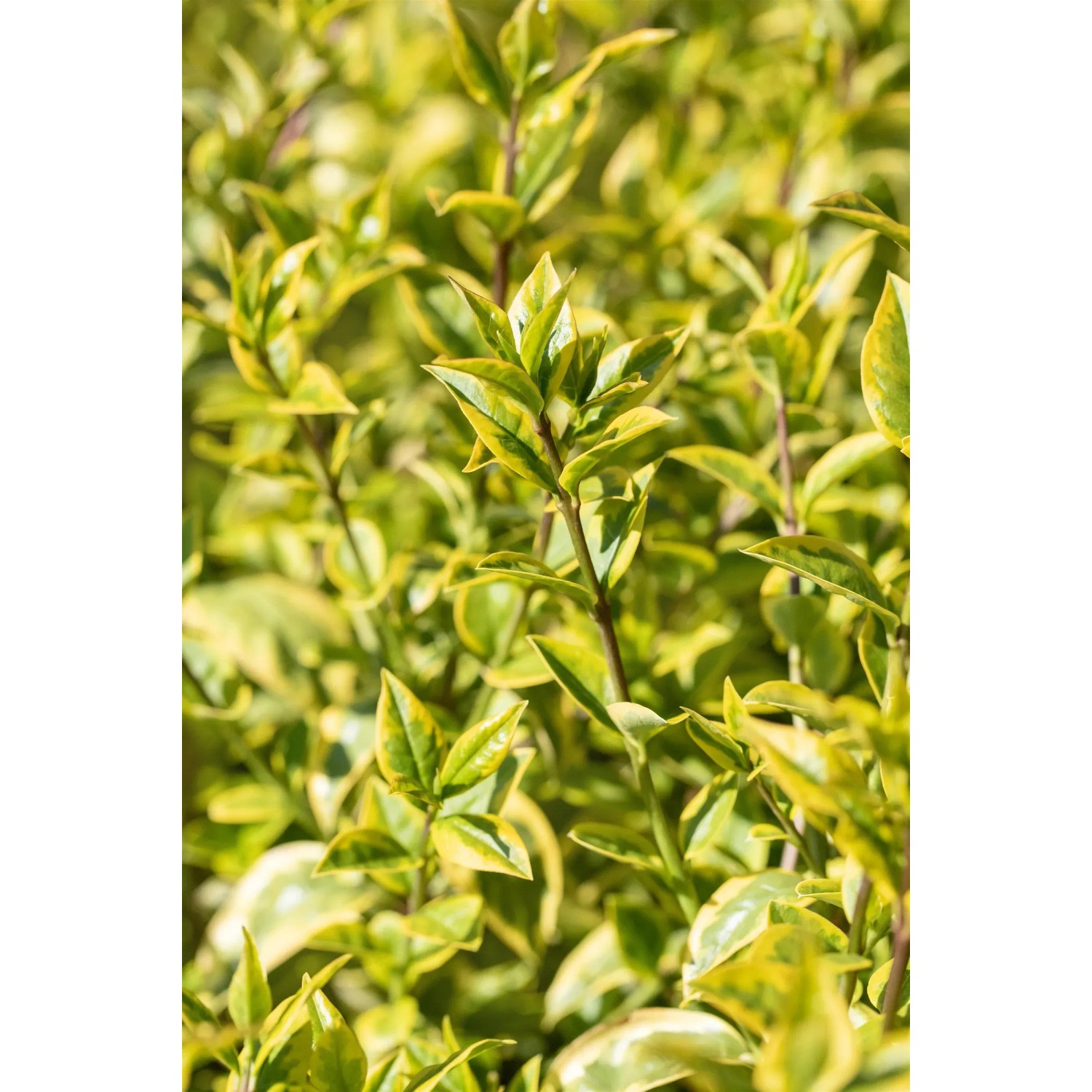 GROW by OBI Liguster Aureum Hhe ca. 80 -100 cm Topf ca. 10 l kaufen bei OBI