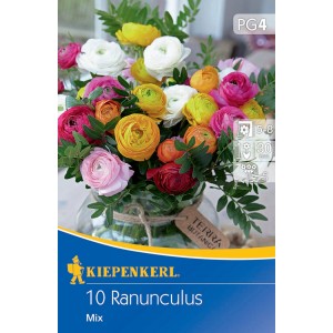 Kiepenkerl Ranunkel Mischung, 10 Stück Blumenzwiebeln in verschiedenen Farben.
