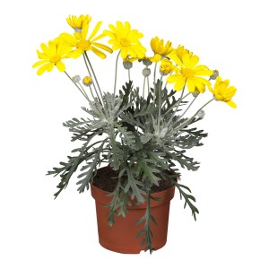 Gelbe Strauchmargerite (Euryops chrysanthemoides) im Topf, leuchtende Blüten für Beet und Balkon.