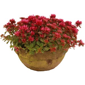 Fettblatt (Sedum) in Vintage-Tonschale, Topf-Ø ca. 23cm, rote Blüten.