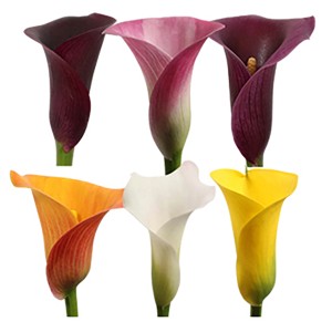 Zimmerkalla in verschiedenen Farben: Elegante Blühpflanze für Ihr Zuhause.