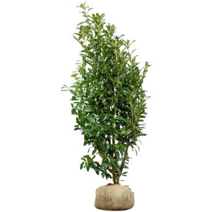 Kirschlorbeer "Genolia" Set à 8 Stück Höhe ca. 175 - 200 cm Prunus laurocerasus