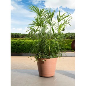 Großer Deroma Blumentopf Original Ø 77 cm in Terracotta-Optik mit grüner Pflanze auf Terrasse.