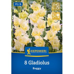 Kiepenkerl Blumenzwiebeln Kleinblumige Gladiole Buggy