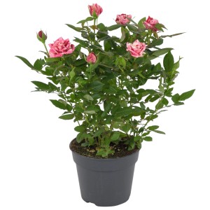 GROW by OBI Zimmer-Rose "Special Ganna" Rosa Topf-Ø ca. 13 cm