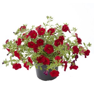 Beetpflanzen-Sortiment im roten Farbthema im Topf (ca. 12 cm Ø).