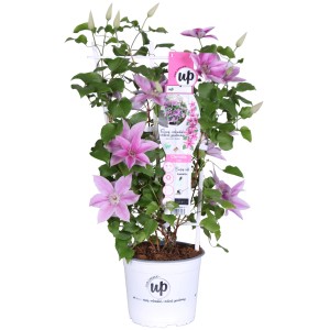 Waldrebe "Yuan" Höhe ca. 65 cm Topf ca. 3 l Clematis
