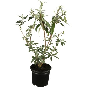 OBI Sommerflieder Weiß Höhe ca. 10 - 20 cm Topf ca. 3 l Buddleja