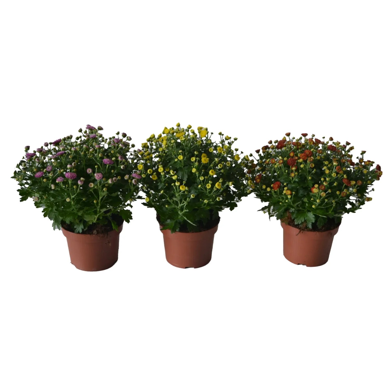 compo floranid herbst-rasen Compo Expert Rasendünger mit Unkrautvernichter Floranid – rasenwelt GmbH main image 1