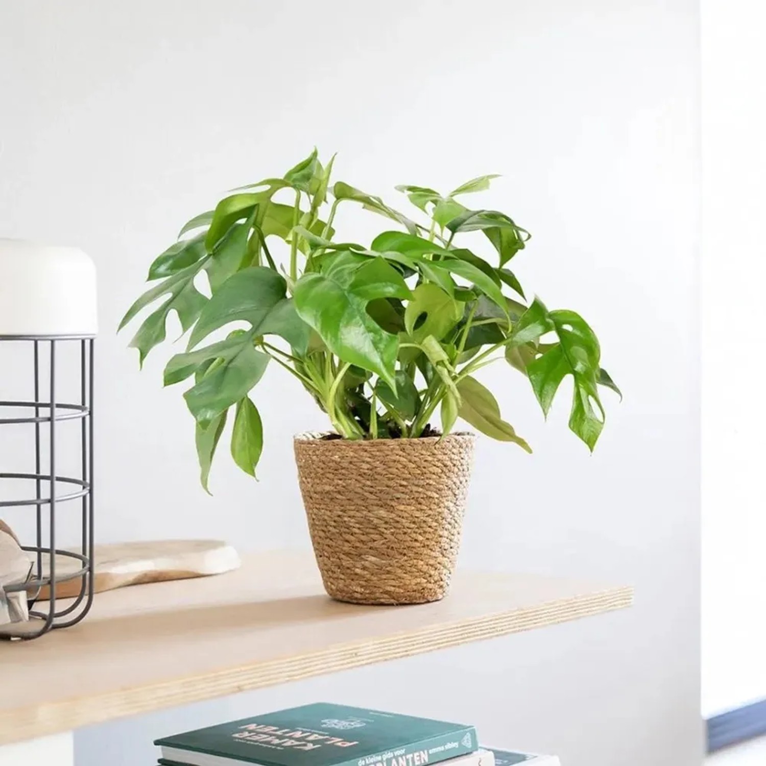 GROW by OBI Fensterblatt Hhe ca. 25-35 cm Topf  ca. 12 cm Monstera Minima  kaufen bei OBI