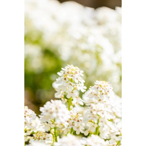 Immergrüne Schleifenblume 'Fishbeck' mit reinweißen Blüten im Topf.