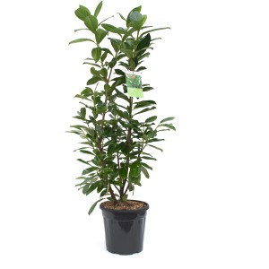 GROW by OBI Kirschlorbeer Novita, ca. 100cm hoch im 10l Topf.