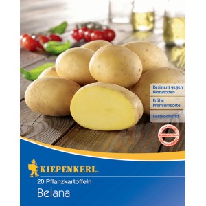 Kiepenkerl Pflanzkartoffel Belana, 20 Stück, festkochend und ideal für Salate.