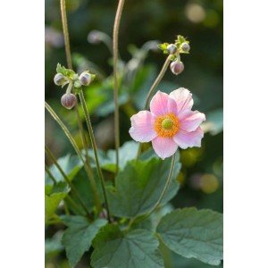 Rosa Garten-Anemone 'Fantasy Jasmine' mit grünen Blättern und gelber Mitte.
