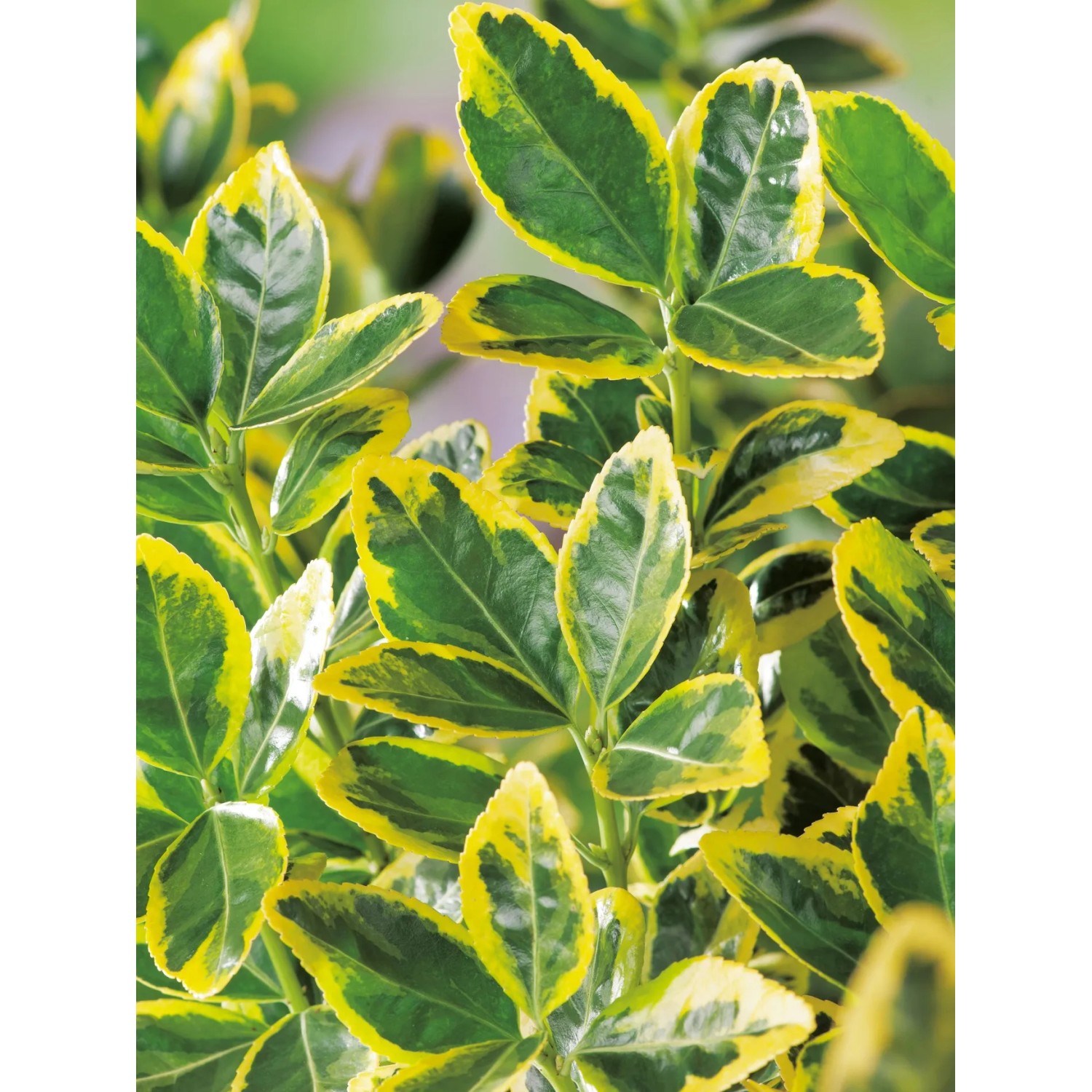 Detailaufnahme: OBI Japanischer Spindelstrauch Elegantissimus Aureus mit grün-gelbem Laub.