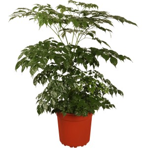 Zimmeresche 'Danielle' im Topf (ca. 13 cm Ø). Grünpflanze mit filigranem Blattwerk für helle Standorte.