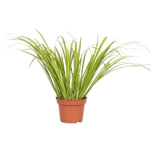 Kalmus Ogon im Topf, Ziergras mit gelb-grünen Blättern für Garten und Terrasse.