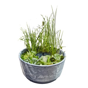 Heissner Solar-Wassergarten Aquatopia mit Wasserpflanzen und Pumpe.