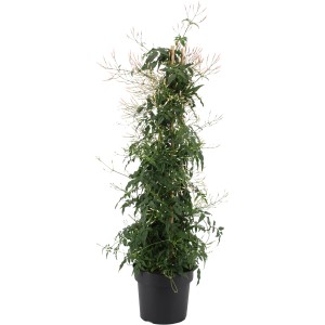 Sommerjasmin Pyramide im Topf, Solanum jasminoides, weiße Blüten, Kübelpflanze für sonnigen Standort.
