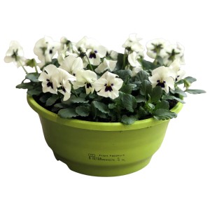 Horn-Veilchen Farbenauswahl im Topf, ca. 25 cm hoch, Topf-Ø ca. 21 cm. Bepflanzte Schale für den Außenbereich.