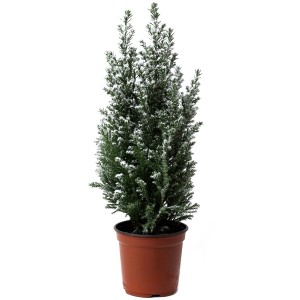 Kegelzypresse "Ellwoodii"Höhe ca. 25-30 cm Topf Ø 9 cm Chamaecyparis lawsoniana