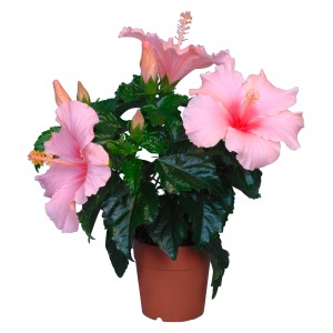 Roseneibisch Long Life Rosa im Topf, ca. 12 cm Durchmesser, mit rosa Blüten.