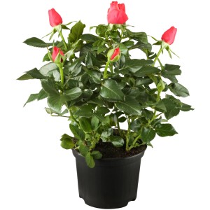 Edelrose 'Premium' im 4 l Topf mit roten Blütenknospen und grünen Blättern.