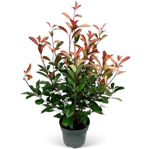 Glanzmispel Red Robin Set, 100 Stück, ca. 80-100cm hoch im 7,5l Topf, mit roten und grünen Blättern.