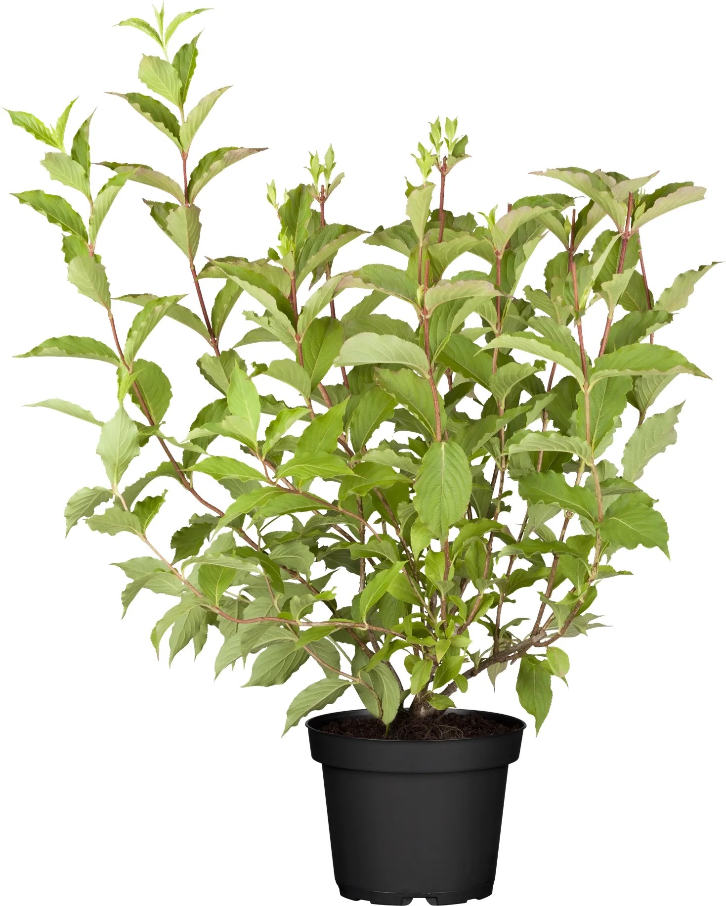 Weigelie Mix Höhe ca. 30 40 cm Topf ca. 4 l Weigela kaufen bei OBI