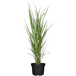 GROW by OBI Chinaschilf im Topf, Dekogras Miscanthus giganteus mit grünen Blättern.
