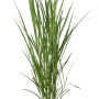 GROW by OBI Chinaschilf im Topf, Dekogras Miscanthus giganteus mit grünen Blättern.