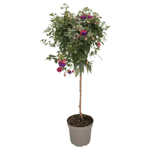 GROW by OBI Fuchsie Stamm T23 Höhe 110 cm Fuchsia Hybriden